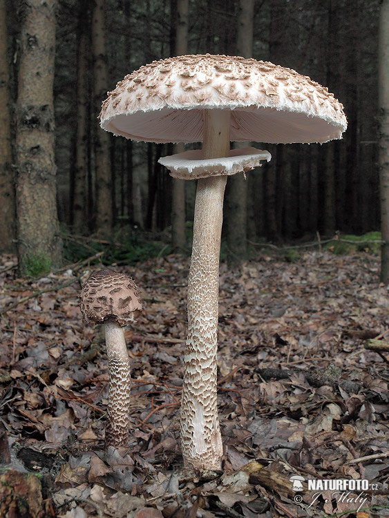 Macrolepiota procera