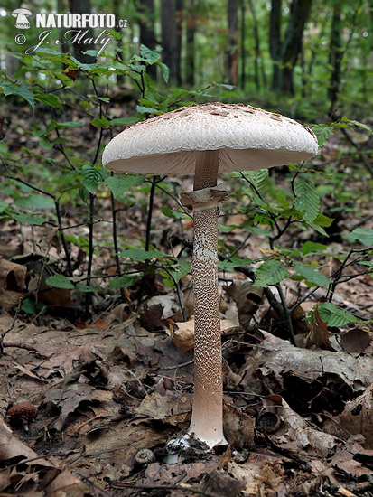 Macrolepiota procera