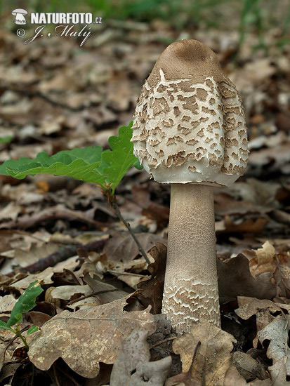 Macrolepiota procera