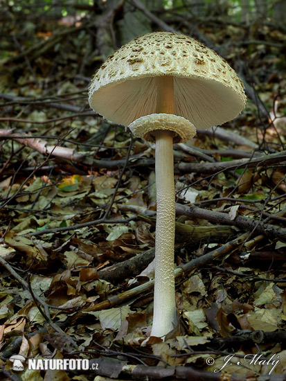 Macrolepiota procera