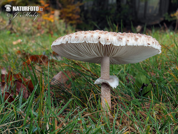 Macrolepiota prominens