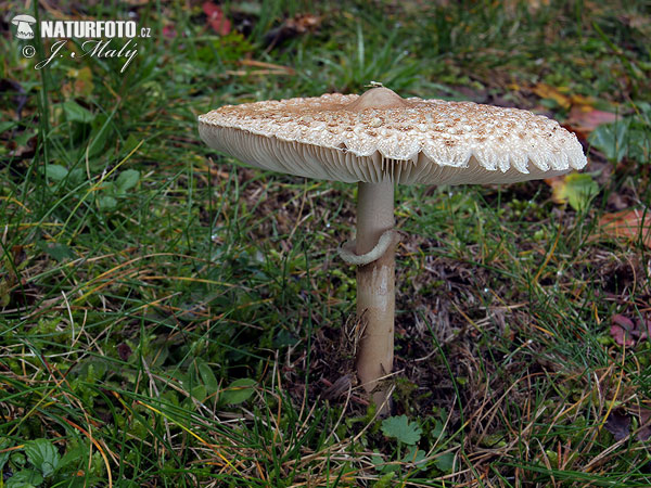 Macrolepiota prominens