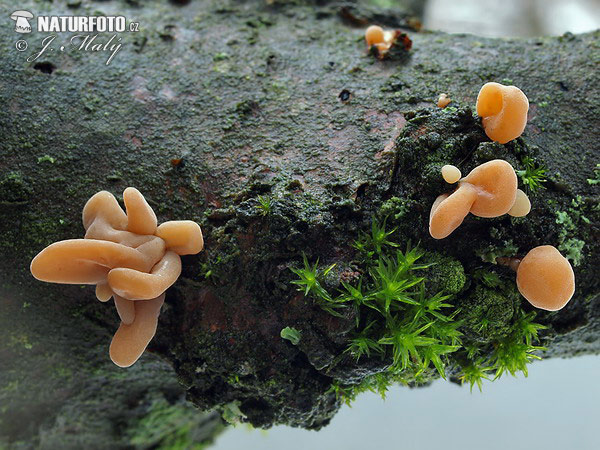 Macrotyphula fistulosa var. contorta