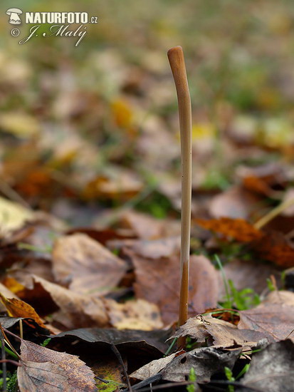 Macrotyphula fistulosa var. fistulosa