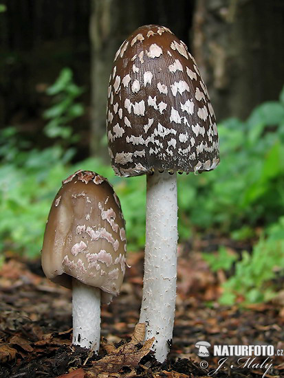 Magpie Inkcap Mushroom (Coprinopsis picacea)