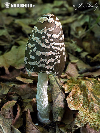 Magpie Inkcap Mushroom (Coprinopsis picacea)