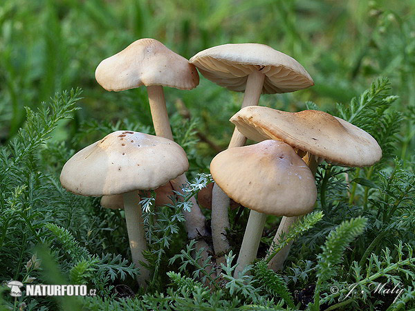 Marasmius oreades