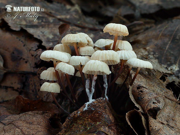 Marasmius rotula