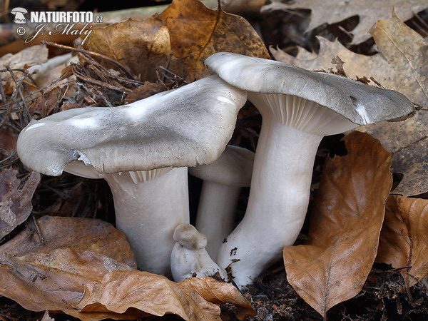 March Woodwax Mushroom (Hygrophorus marzuolus)