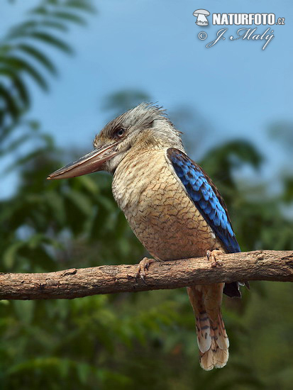 Martin-chasseur à ailes bleues