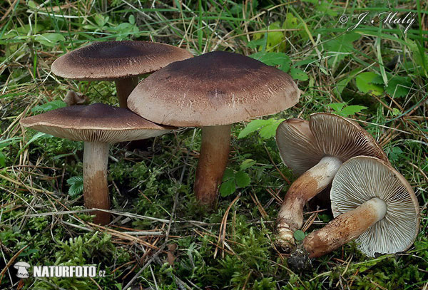 Matt Knight Mushroom (Tricholoma imbricatum)