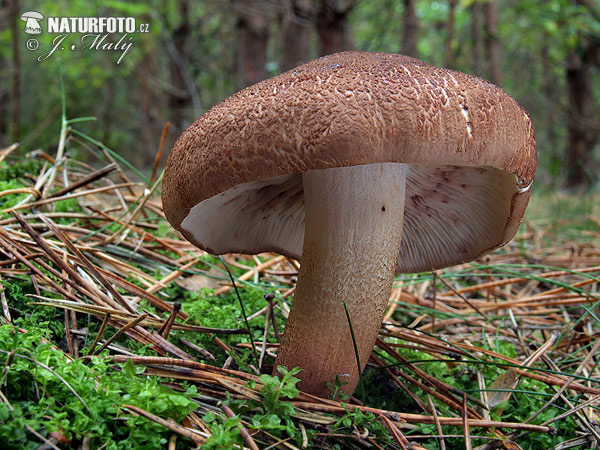 Matt Knight Mushroom (Tricholoma imbricatum)