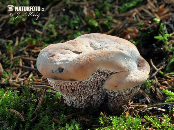 Mealy Tooth Mushroom (Hydnellum ferrugineum)