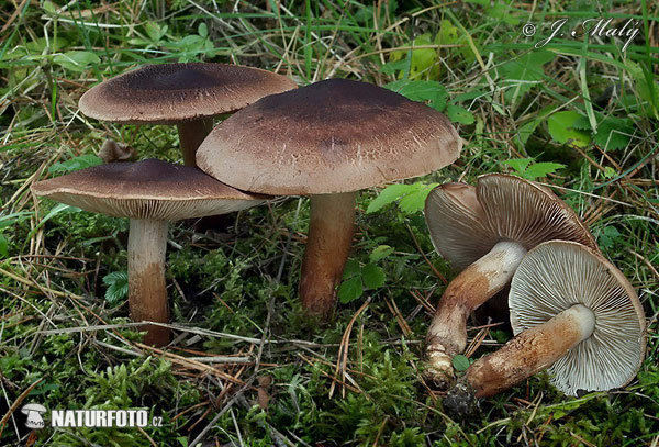 mekinasta kolobarnica