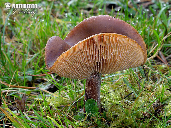 Melanoleuca cognata var. cognata