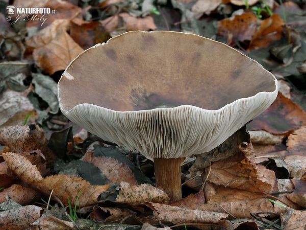 Melanoleuca grammopodia Mushroom (Melanoleuca grammopodia)