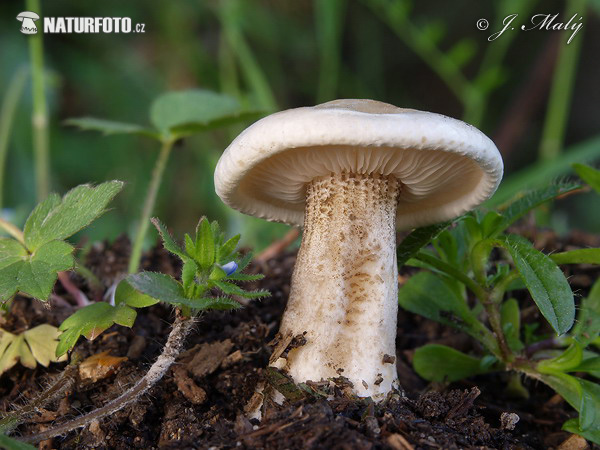 Melanoleuca verrucipes