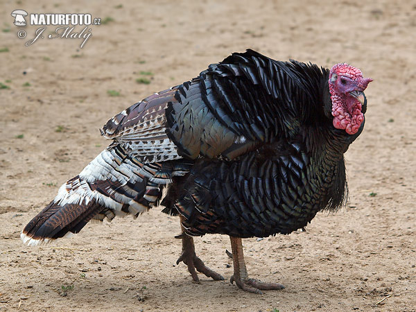 Meleagris gallopavo f. domestica