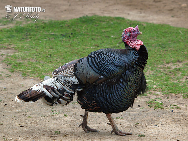 Meleagris gallopavo f. domestica