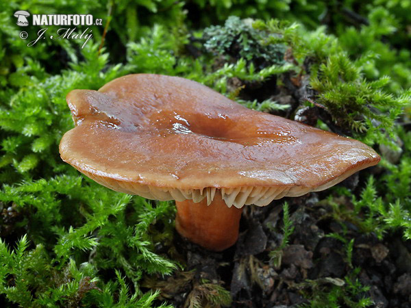 Milkcap - Lactarius atlanticus Mushroom (Lactarius atlanticus)