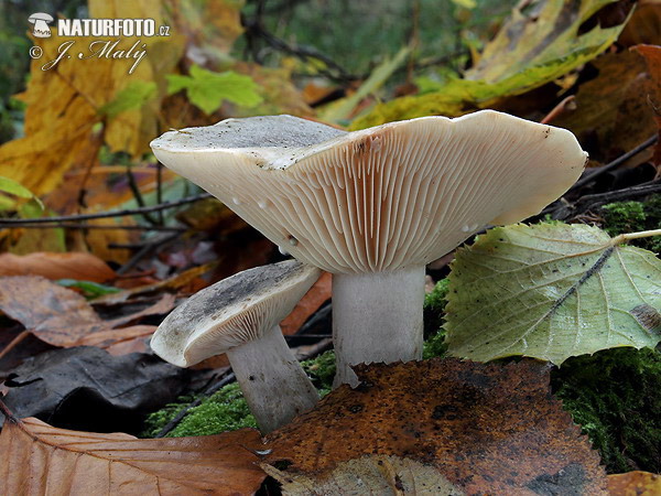 Milkcap - Lactarius fluens Mushroom (Lactarius fluens)