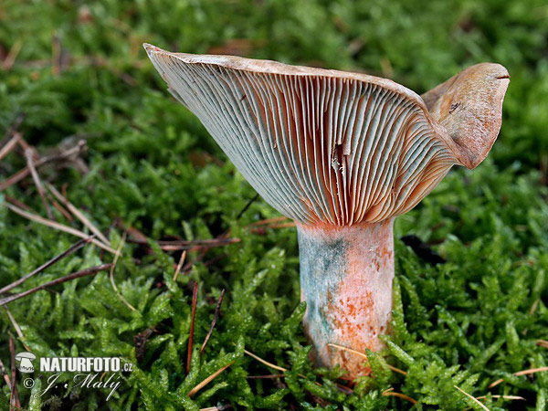Milkcap - Lactarius quieticolor Mushroom (Lactarius quieticolor)