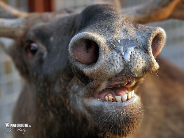 Moose (Alces alces)