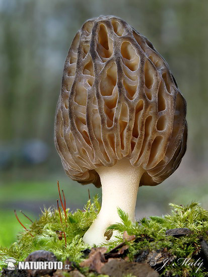 Morchella conica