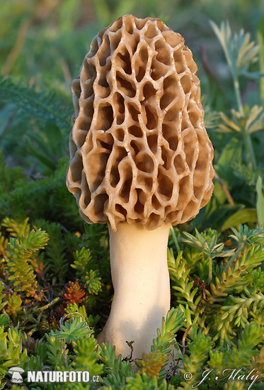 Morchella esculenta