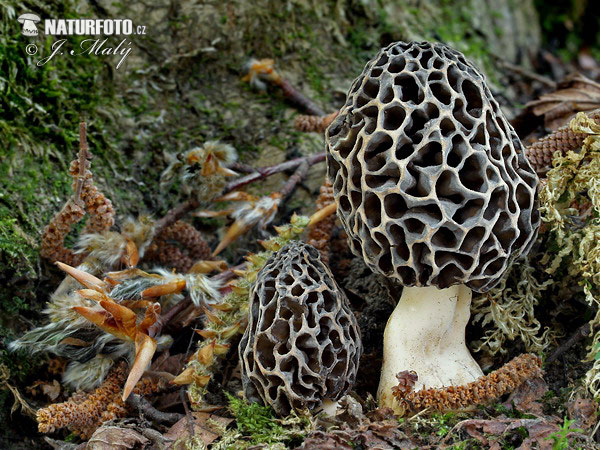 Morchella vulgaris