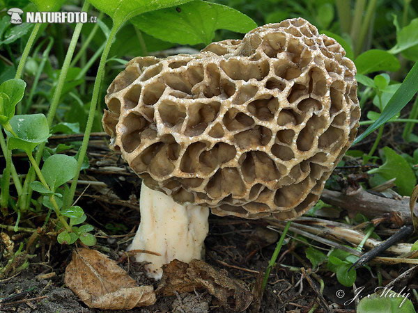 Morchella vulgaris