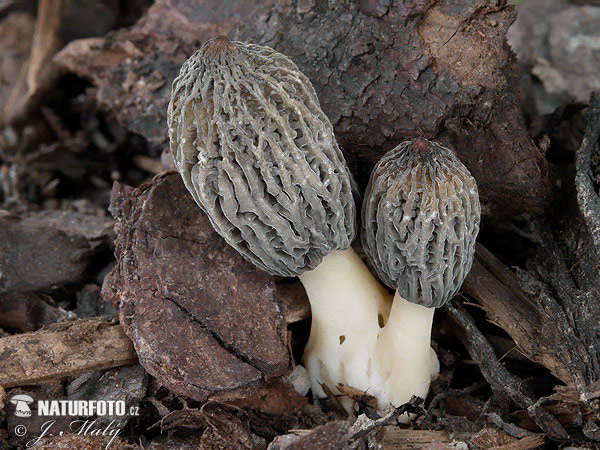 Morchella