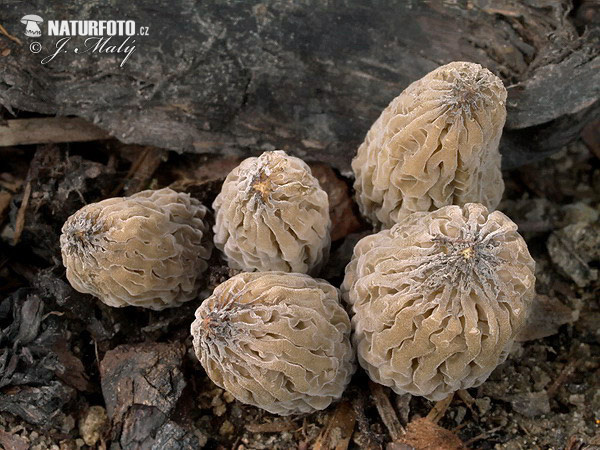 Morchella