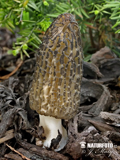 Morchella