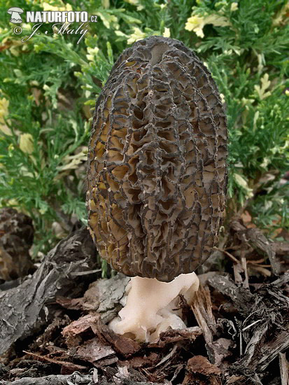Morchella
