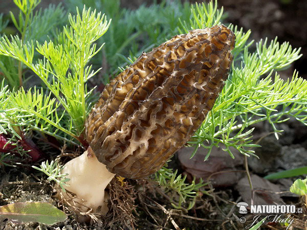Morchella