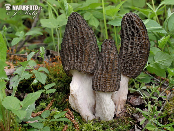 Morchella
