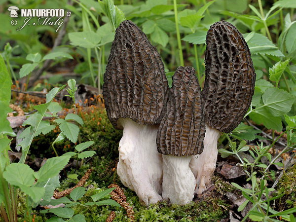 Morel Mushroom (Morchella)