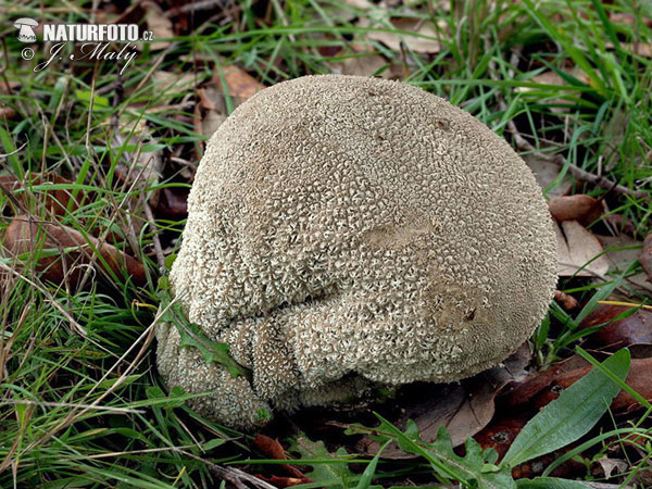 Mosaic Puffball Mushroom (Calvatia utriformis)