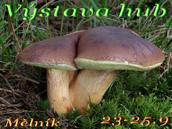Mushroom exhibition - Melnik (CZ) 2011 (Regionalni muzeum)