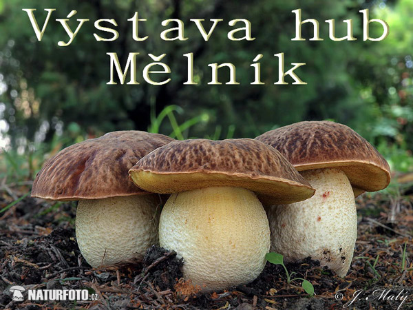 Mushroom exhibition - Melnik (CZ) 2013 (Regionalni muzeum)