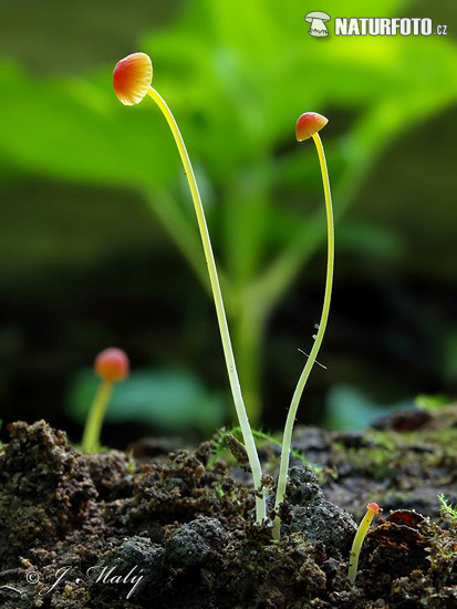 Mycena acicula