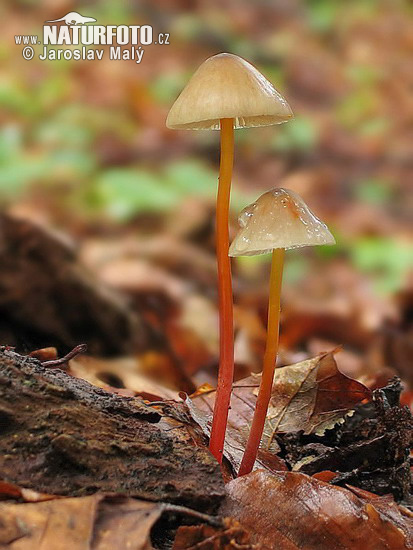 Mycena crocata