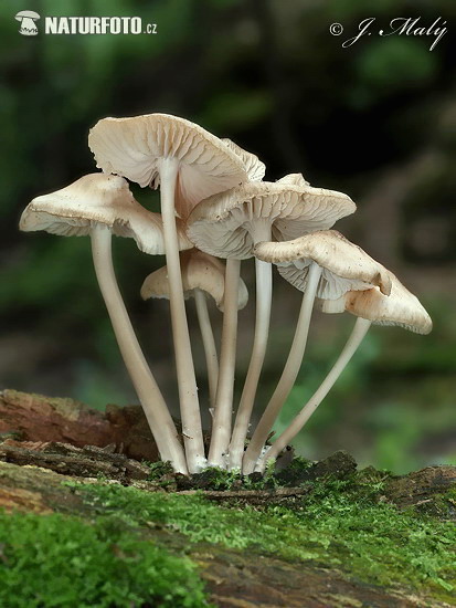 Mycena galericulata