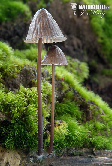 Mycena galopus var.galopus