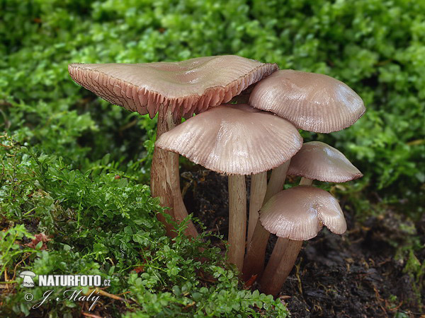 Mycena pelianthina