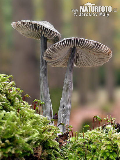 Mycena polygramma