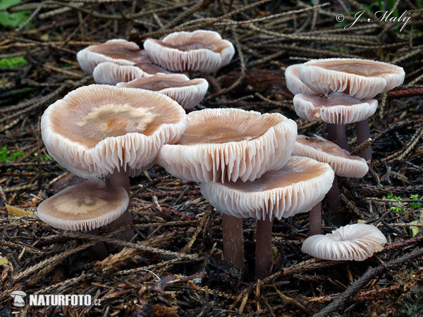 Mycena pura