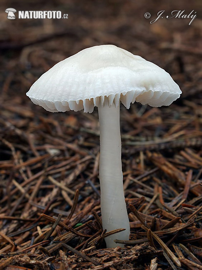 Mycena pura f. alba