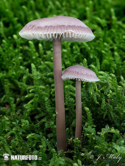 Mycena pura